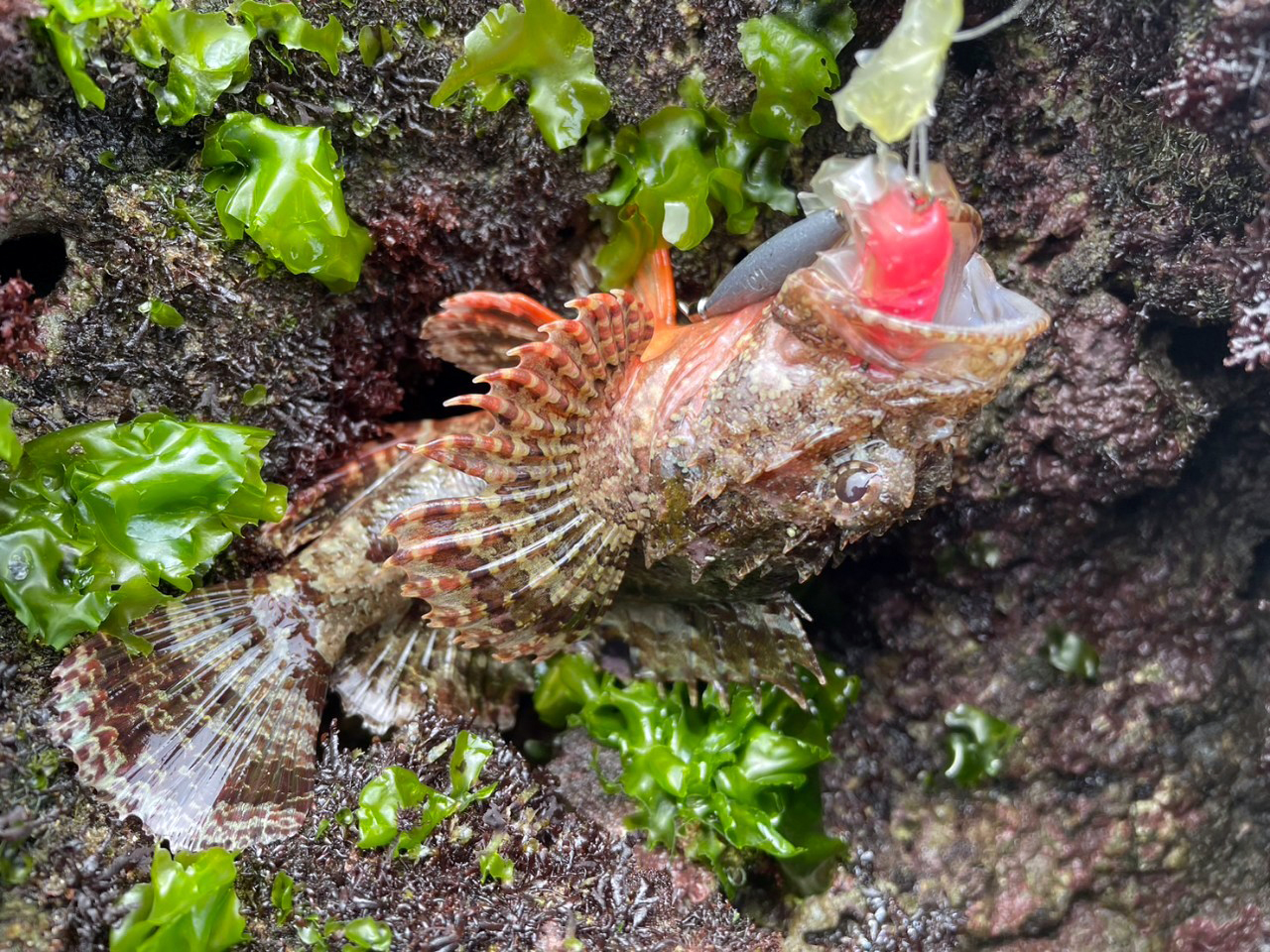 LINE_ALBUM_20230503教育訓練-麟山鼻海水根魚_230504_0