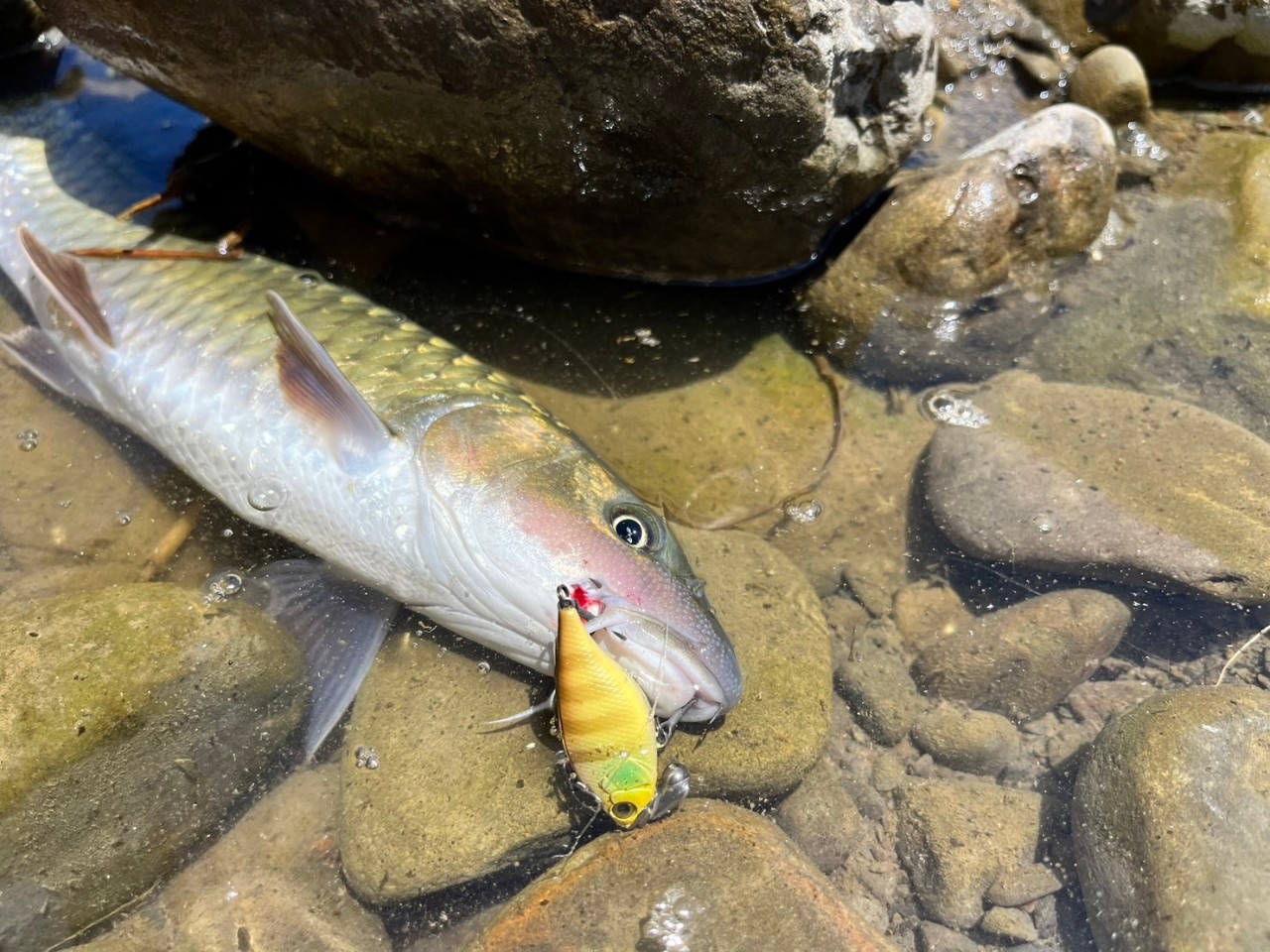 LINE_ALBUM_20230620南北合辦教育訓練-台中大甲溪_230621_14